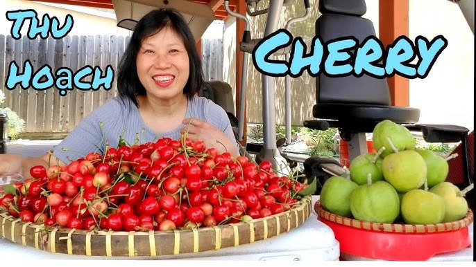 Cách Trồng Cây Cherry Anh Đào Đạt Năng Suất Cao Nhất Tại Nhà