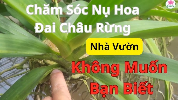 cách Chăm Sóc Hoa Lan Đai Châu Toàn Diện Từ A Đến Z: Kỹ Thuật Trồng & Ra Hoa