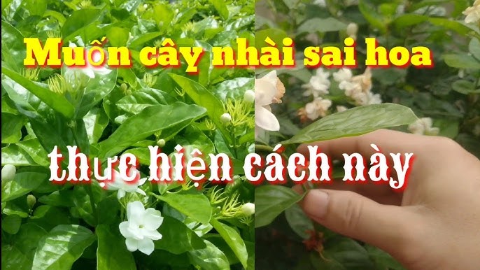 Cách Chăm Sóc Hoa Nhài Ra Hoa Quanh Năm: Hướng Dẫn Kỹ Thuật Chuyên Sâu