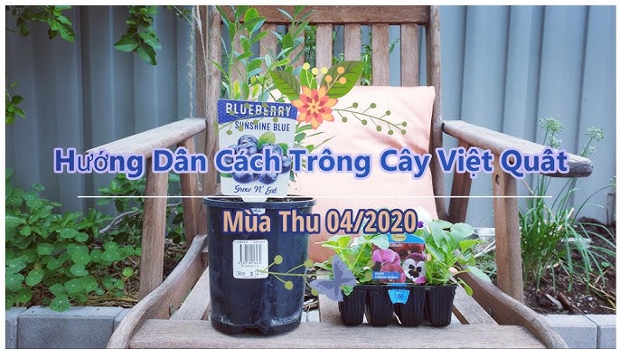 Cách Trồng Cây Xanh Cảnh Chuyên Sâu Theo Nguyên Tắc E-E-A-T