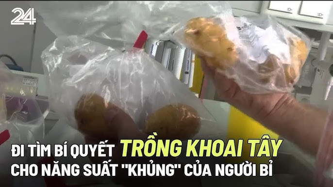 Cách Trồng Cây Khoai Tây: Hướng Dẫn Chi Tiết A-Z Tăng Năng Suất Vườn