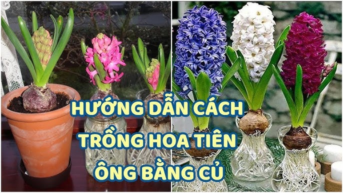 Cách Trồng Hoa Chơi Tết: Hướng Dẫn Chi Tiết Chăm Sóc Thủy Tiên Đạt Chuẩn