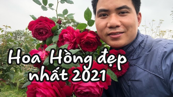 CÁCH TRỒNG CÀNH CHIẾT HOA HỒNG: HƯỚNG DẪN CHI TIẾT ĐẠT TỈ LỆ SỐNG CAO