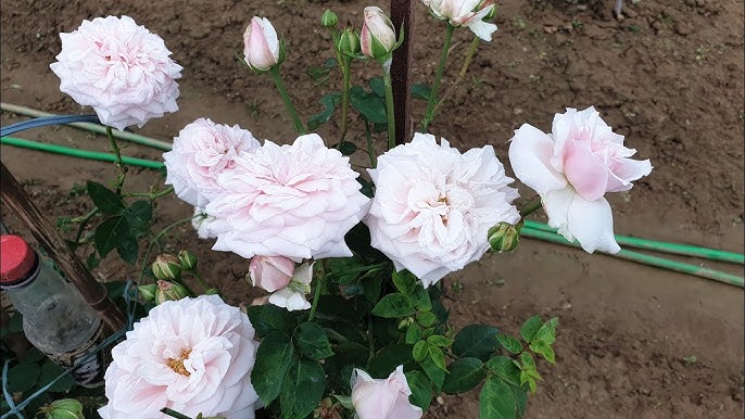 Cách Chăm Hoa Hồng Ra Nhiều Nụ: Kỹ Thuật Chuyên Sâu Tối Ưu Năng Suất Hoa