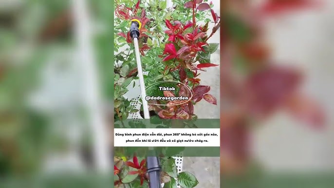 Cách Chăm Hoa Hồng Ra Nhiều Nụ: Kỹ Thuật Chuyên Sâu Tối Ưu Năng Suất Hoa