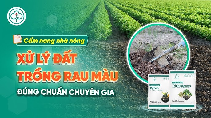 Cách Trồng Cây Cam Đạt Năng Suất Cao Nhất Từ A Đến Z