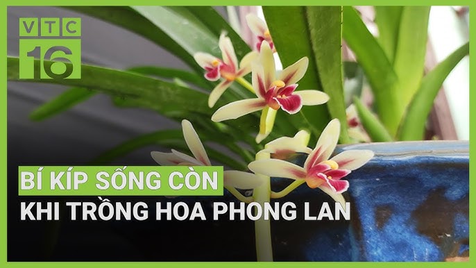 Cách Chăm Sóc Cây Lan Con Đúng Kỹ Thuật Để Đạt Tỉ Lệ Sống Cao Nhất