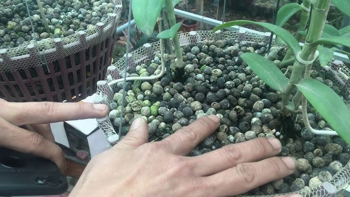 Cách Chăm Sóc Cây Lan Con Đúng Kỹ Thuật Để Đạt Tỉ Lệ Sống Cao Nhất