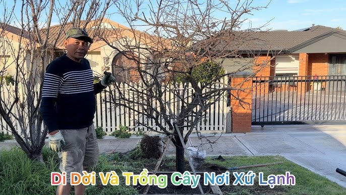 Cách Trồng Cây Anh Đào Chuyên Nghiệp: Từ Hạt Giống Đến Hoa Nở Tuyệt Đẹp