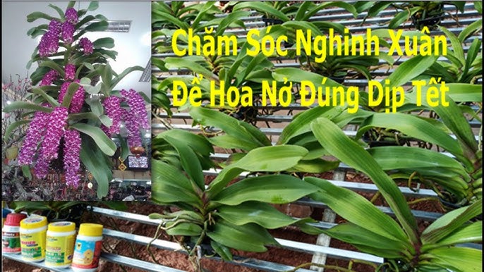 Cách Chăm Lan Nghinh Xuân Ra Hoa Đúng Tết Toàn Diện Nhất