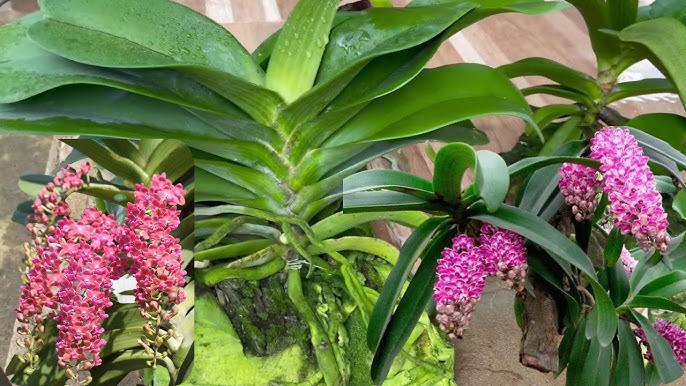 Cách Chăm Lan Nghinh Xuân Ra Hoa Đúng Tết Toàn Diện Nhất