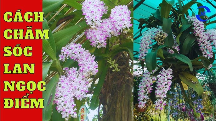 Cách Chăm Lan Nghinh Xuân Ra Hoa Đúng Tết Toàn Diện Nhất