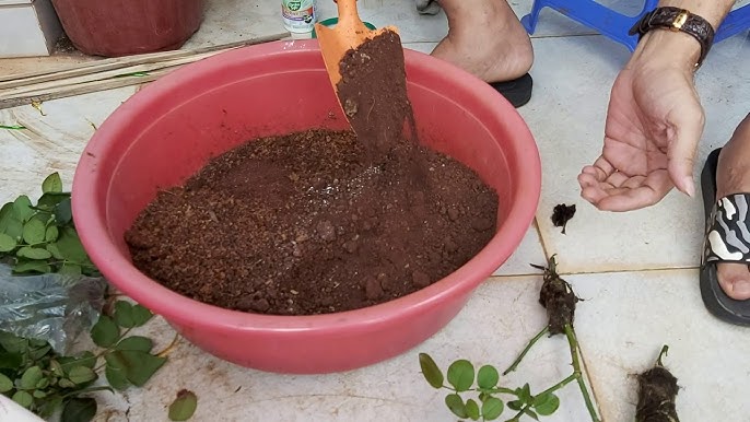 Cách Trồng Hoa Hồng Từ Cành Chiết: Hướng Dẫn Kỹ Thuật Chi Tiết Cho Người Mới