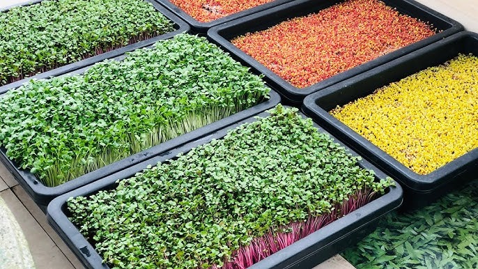 Cách Trồng Cây Cải Mầm Đạt Năng Suất Cao Ngay Tại Nhà Với Kỹ Thuật Chuyên Sâu