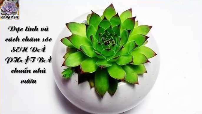 Cách Chăm Sóc Cây Sen Đá Phật Bà Từ Chuyên Gia Bonsai Ba Miền