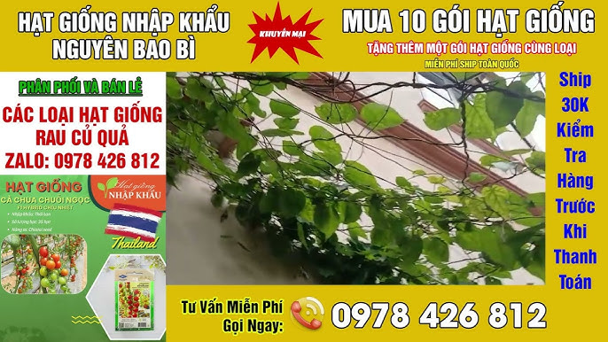 Cách Trồng Hoa Thiên Lý Trong Thùng Xốp Đơn Giản, Ra Hoa Bội Thu