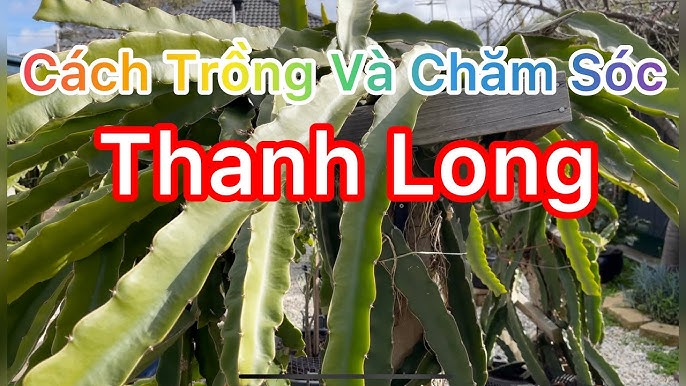 Kỹ Thuật Trồng Và Cách Chăm Sóc Cây Thanh Long Toàn Diện Từ A Đến Z