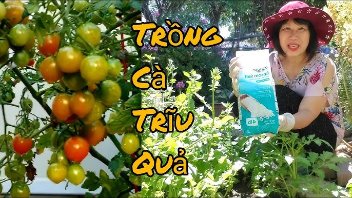 Cách Trồng Cây Cà Chua Tại Nhà Sai Trĩu Quả, Chi Tiết Từ A Đến Z