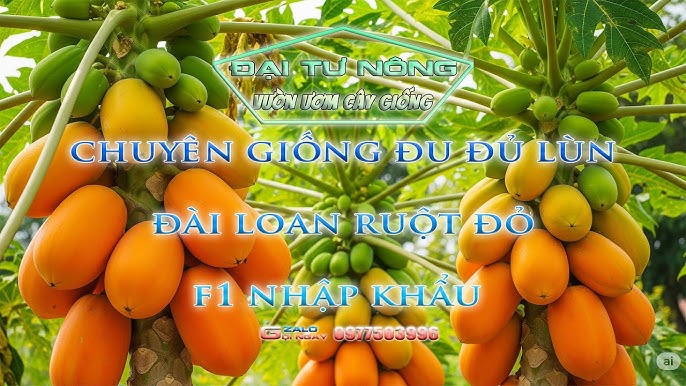 Cách Chăm Sóc Cây Đu Đủ Hiệu Quả Từ A Đến Z