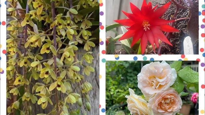 Cách Chăm Hoa Hồng Ra Nhiều Hoa Chuyên Sâu Tăng Năng Suất