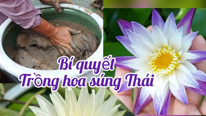 Cách Trồng Hoa Sen Nhật Bằng Hạt: Hướng Dẫn Chi Tiết Để Chậu Sen Ra Hoa Quanh Năm