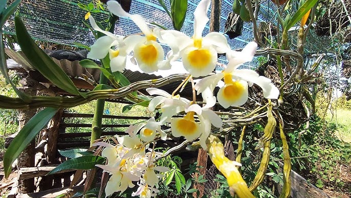 Cách Trồng Hoa Lan Hoàng Phi Hạc Đúng Kỹ Thuật Cho Người Mới Bắt Đầu