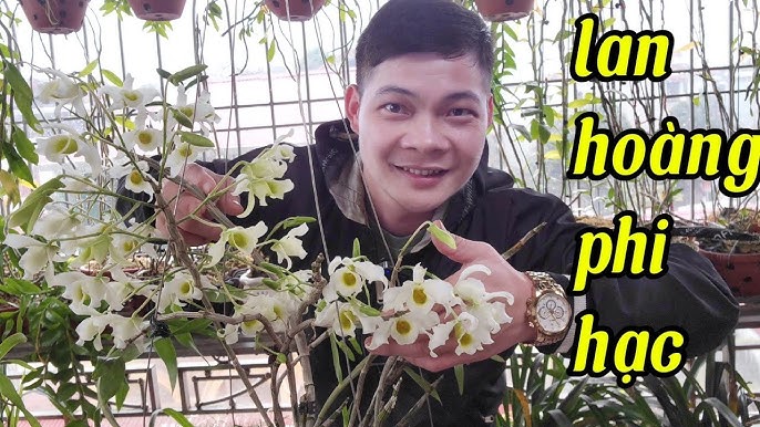 Cách Trồng Hoa Lan Hoàng Phi Hạc Đúng Kỹ Thuật Cho Người Mới Bắt Đầu
