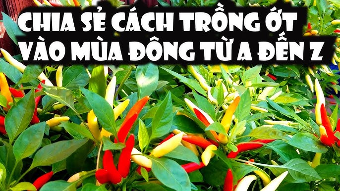 Cách Trồng Cây Sống Đời Từ Lá Chi Tiết Từ A Đến Z Cho Người Mới Bắt Đầu