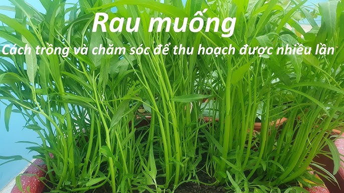 cách trồng cây phèn đen: Hướng Dẫn Kỹ Thuật Chuyên Sâu Từ A Đến Z
