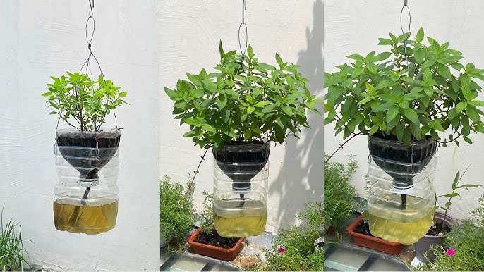 Cách Cắt Chai Nhựa Trồng Hoa Đơn Giản Và Tạo Chậu Cảnh Sáng Tạo