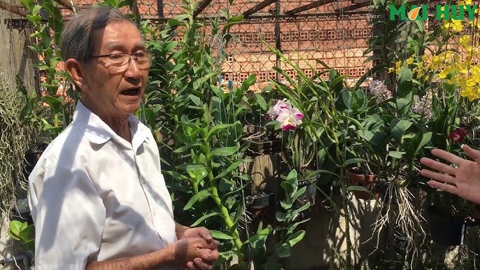 Cách Trồng Lại Hoa Lan Hồ Điệp Đạt Hiệu Quả Cao Nhất