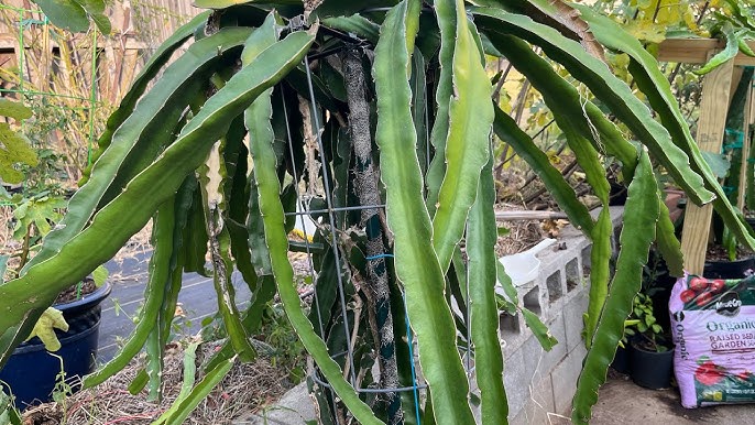 cách trồng cây kiwi Chi Tiết Cho Năng Suất Cao Tại Nhà