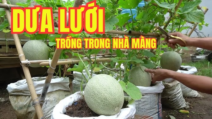 cách trồng cây kiwi Chi Tiết Cho Năng Suất Cao Tại Nhà