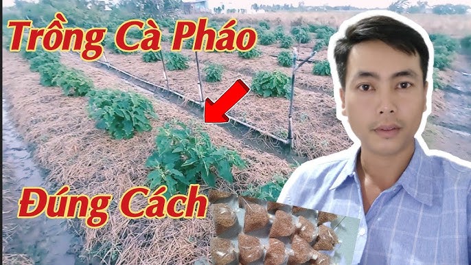 Cách Trồng Cây Húng Quế Hiệu Quả Đạt Năng Suất Cao Nhất