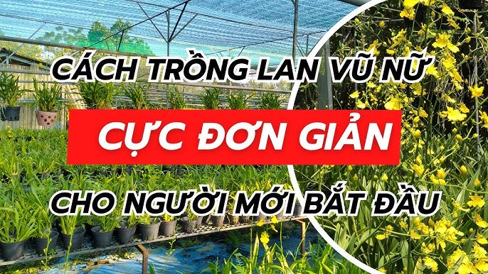 Cách Trồng Hoa Sống Đời Đỏ: Hướng Dẫn Chi Tiết Từ A Đến Z Cho Người Mới Bắt Đầu