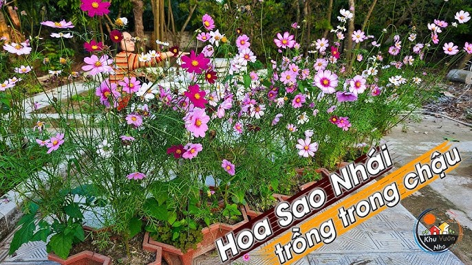 Hướng Dẫn Chi Tiết Cách Trồng Hạt Hoa Sao Nhái Từ A Đến Z Cho Người Mới Bắt Đầu