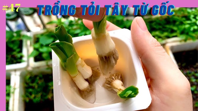 Cách Trồng Hành Hoa Nhanh Lớn Đạt Năng Suất Cao Tại Nhà