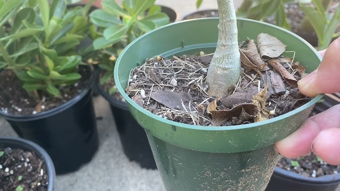 Cách Trồng Cây Hoa Sứ Thái: Hướng Dẫn Chi Tiết Từ A Đến Z