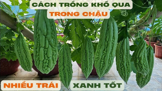 Cách Trồng Cây Khổ Qua Trong Chậu Hiệu Quả Cho Người Mới Bắt Đầu