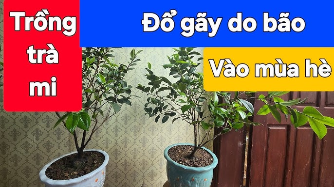 cách trồng cây bằng hạt nở: Hướng Dẫn Chi Tiết A-Z Và Bí Quyết Chăm Sóc Bền Vững