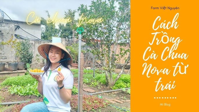 Cách Trồng Cây Cà Chua Bạch Tuộc Đạt Năng Suất Cao Nhất