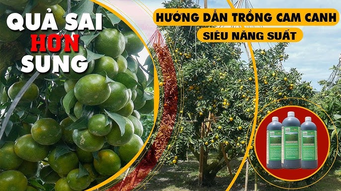 cách trồng cây cam canh: Hướng Dẫn Kỹ Thuật Chi Tiết Đạt Năng Suất Cao