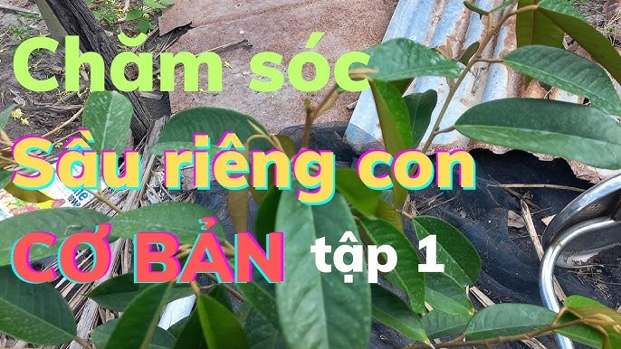 Cách Trồng Và Chăm Sóc Cây Sầu Riêng Con Hiệu Quả Nhất