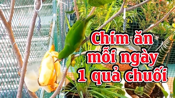 Nên Trồng Cây Gì Trong Aviary: Hướng Dẫn Chi Tiết Tạo Không Gian Sống Lý Tưởng Cho Chim