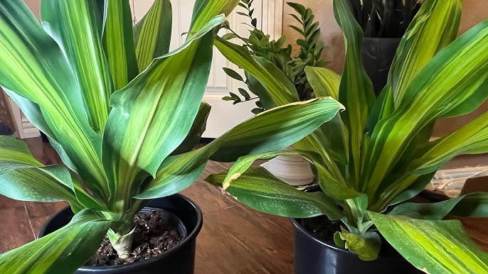 Hướng Dẫn Chi Tiết Cách Chăm Sóc Cây Hoa Tiểu Quỳnh Ra Hoa Rực Rỡ