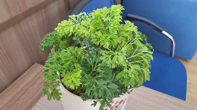 Cách Trồng Và Chăm Sóc Cây Đinh Lăng Chi Tiết Chuẩn Kỹ Thuật Từ A Đến Z