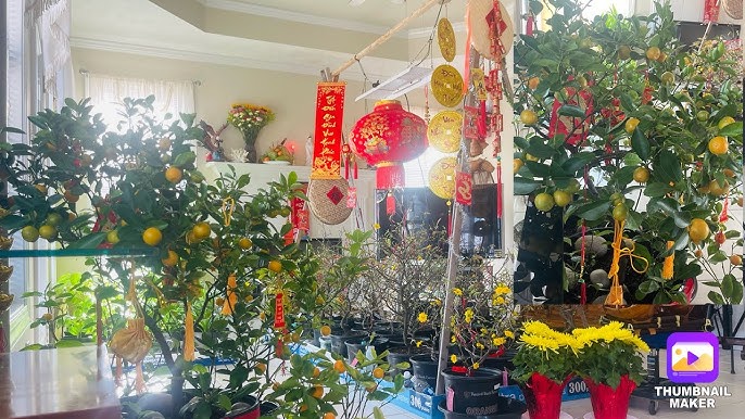 cách trồng hoa cúc bán tết: Kỹ thuật điều khiển nở hoa đúng dịp