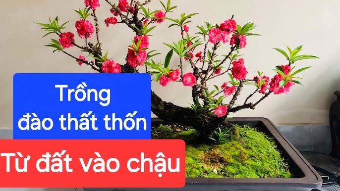 Cách Chăm Cây Hoa Hồng Trong Chậu: Hướng Dẫn Kỹ Thuật Toàn Diện Từ A Đến Z