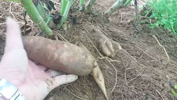 Cách Trồng Cây Sâm Nam Chuẩn Kỹ Thuật Đạt Dược Tính Cao Nhất