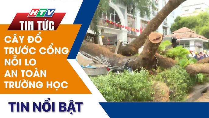 Nên Trồng Cây Gì Trong Trường Học Để Đảm Bảo An Toàn Và Phát Triển Toàn Diện